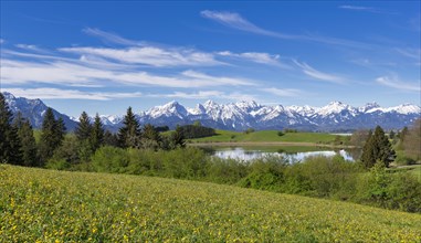 Mountain landscape, spring meadow near Fuessen, Schapfensee, dandelion, Allgaeu Alps, snow, forest,