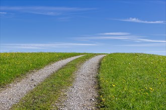 Stony field path through a spring meadow, Blue sky, Cloudy, Allgaeu, Bavaria, Germany, Europe