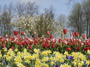 A colourful flower field with yellow and red tulips under a clear blue sky, trees in the