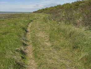 A narrow path leads through a green meadow with a view of the sea under a clear sky, dune and