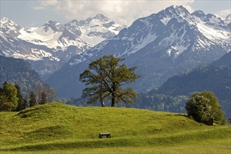 Group of trees in spring, snow-covered mountains of the Allgaeu Alps in the background, near