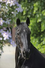 Friesian, Friesian horse, portrait, headshot