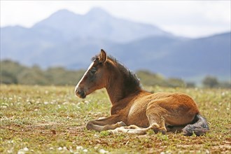 Andalusian, Andalusian horse, Antequera, Andalusia, Spain, foal, Europe