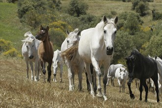 Andalusian, Andalusian horse, Antequerra, Andalusia, Spain, herd, Europe