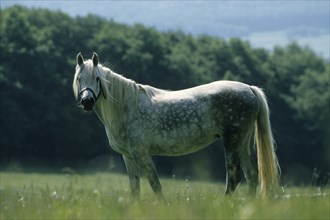 Arabian, Horse
