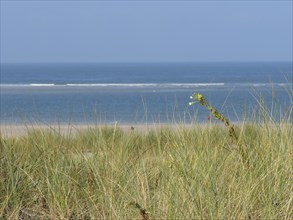 Sandy dunes with sea grass and wide view of the sea with small waves, dunes and beach by the sea