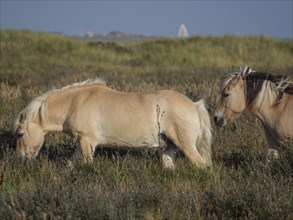 Close-up of two horses grazing in a meadow, horses on salt marsh by the sea under blue sky,