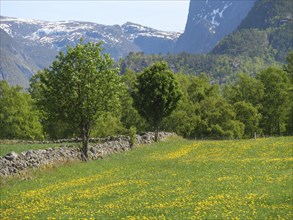 Green meadow with yellow flowers and scattered trees against a mountain backdrop, stone wall in