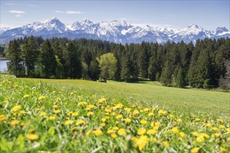View of the Allgaeu Alps, Hegratsrieder See, dandelion meadow, snow, forest, Ostallgaeu, Allgaeu,