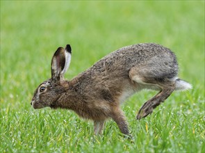European hare (Lepus europaeus) running on a grain field, wildlife, Thuringia, Germany, Europe