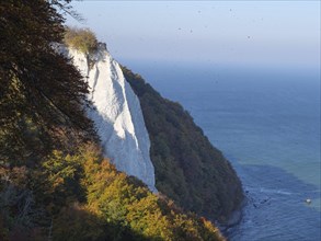 White chalk cliff juts into the blue sea, surrounded by autumn coloured trees, autumn foliage and