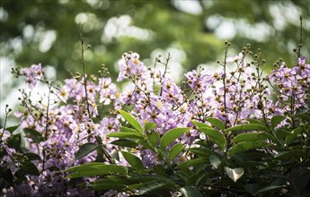 Natural Queens Crape Myrtle (Lagerstroemia speciosa) violet flowers blooming in a forest