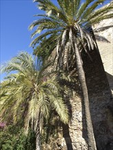 Palm trees stand next to a large historic stone wall under a bright blue sky, stone walls of an old