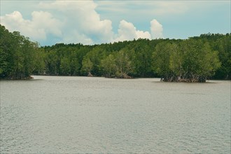Wide view of the lush and thick population of mature mangrove trees in the swampy coastal waters as