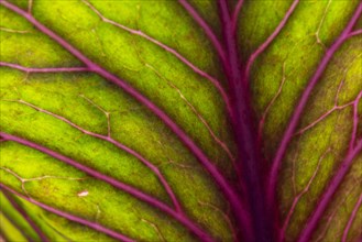 Swiss chard (Beta vulgaris), also known as cabbage style, leaf detail, Sweden, Europe