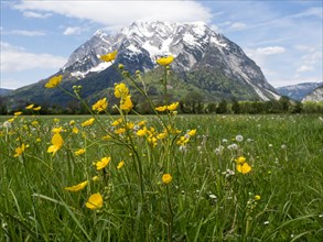 Meadow with tall buttercups (Ranunculus acris), greater buttercup, common buttercup, behind the