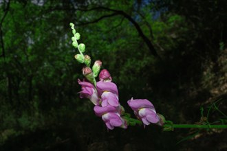 Beautiful and colorful snapdragon plant illuminated on a dark background