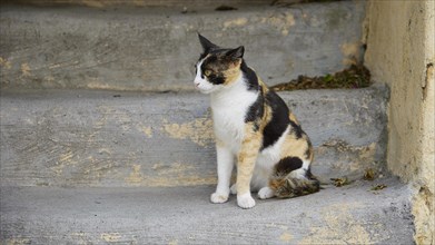 Black and white cat sits on concrete and looks sceptically, near Grand Master's Palace, Knights'
