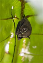 Tent-making bat (Uroderma bilobatum) hanging under a leaf, Tortuguero National Park, Costa Rica,