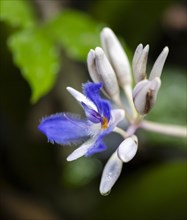 Fragrant snail thread (Cochliostema odoratissimum), blue flower, Tortuguero National Park, Costa