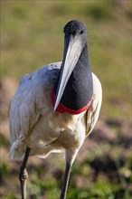 Jabiru (Jabiru mycteria) Pantanal Brazil