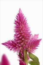 Plumose celosia or plumed cockscomb (Celosia argentea var. plumosa), inflorescence against a white