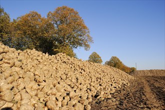 Harvested sugar beet (Beta vulgaris ssp. vulgaris var. altissima), sugar beet harvest,