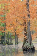 Bald cypress (Taxodium distichum) in autumn, North Rhine-Westphalia, Germany, Europe