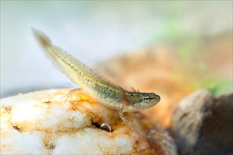 Newt (Caudata), larva on stony bottom, underwater photo in clear water, Germany, Europe