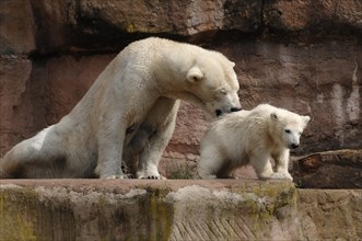 Polar bear mother, Ursus maritimus, with her young polar bear, Nuremberg Zoo, Am Tiergarten 30,