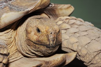 African spurred tortoise (Centrochelys sulcata), male, captive, occurrence in Africa