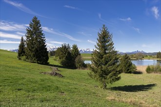 Fir trees on a meadow at Schapfensee near Fuessen, Allgaeu Alps, snow, forest, Buching, Ostallgaeu,