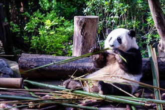 The giant panda (Ailuropoda melanoleuca), Chengdu, Sichuan, China, Asia