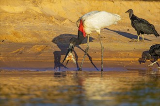 Jabiru (Jabiru mycteria) Pantanal Brazil