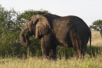African elephant (Loxodonta africana) feeding on acacia branches, Serengeti National Park,