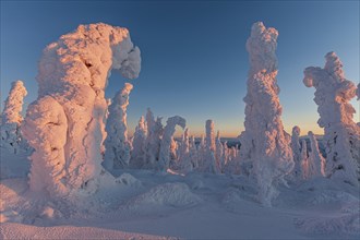Snow-covered trees in the evening light, Arctic, Taiga, Alaska, USA, North America