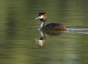 Great Crested Grebe (Podiceps Scalloped ribbonfish), adult bird swimming on a pond, Thuringia,