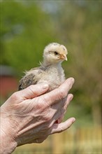 Pedigree chicken chick sits in hand, Wittorf, Samtgemeinde Bardowick, Lower Saxony, Germany, Europe