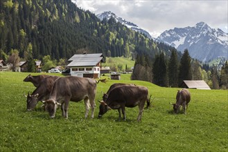 Cows on pasture, Riezlern, Kleinwalsertal, Vorarlberg, Austria, Europe