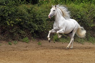 Andalusian, Andalusian horse, Spaniard