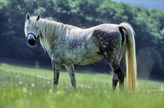 Arabian, Horse