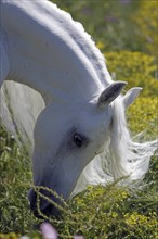 Arabian, Horse, Portrait