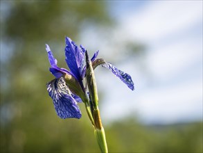 Siberian iris (Iris sibirica), near Irdning, Ennstal, Styria, Austria, Europe