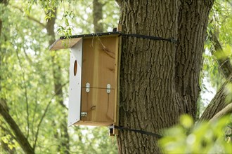 Nesting box, tree, biosphere reserve, Boizenburg, Mecklenburg-Western Pomerania, Germany, Europe