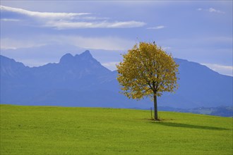 At the Egg viewpoint, in the background Ammergau and Allgaeu Alps, Steingaden, Upper Bavaria.