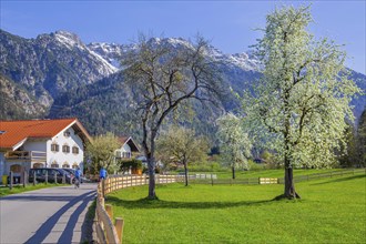 Village street and spring meadow with blossoming trees in front of Hohe Kisten 1922m in the