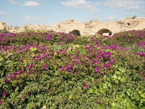 Dense purple flowers in front of historic ruins with stone arches and blue sky, Purple flowers