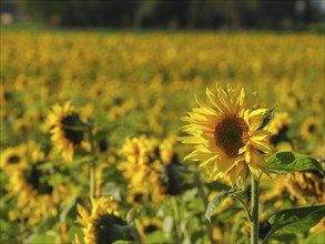 Blooming sunflowers in a wide field on a sunny day, blooming yellow sunflowers in a field with