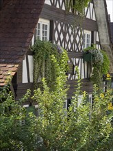 Traditional half-timbered house with white and brown facades and green plants around the windows in