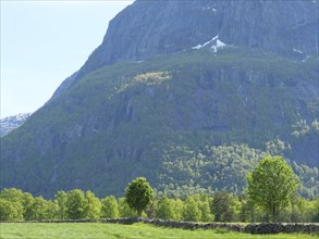 Green meadows and trees in front of imposing mountains with partial snow cover, stone wall in